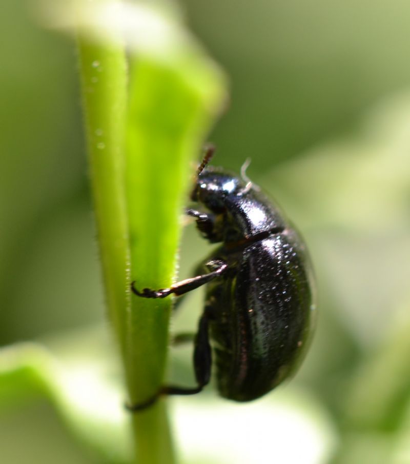 Coleottero da identificare (64): Chrysolina haemoptera (cf.)